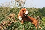 BASSET HOUND 226